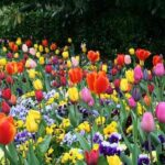 jardin-con-flores-multicoloes