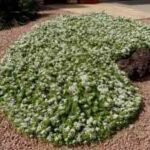 myoporum-parvifolium-300×225