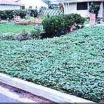 myoporum1-300×210-1