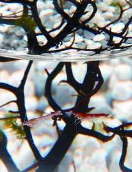 ecosfera camarones ecosfera camarones