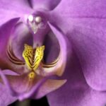 habitacion-femenina-en-morado-1