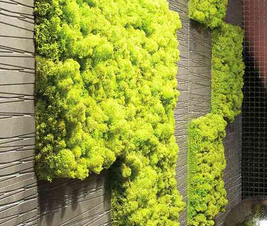 Implementa lo verde en tus paredes 2 Implementa lo verde en tus paredes 2