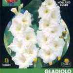 Bulbos de gladiolos blancos flor rizada