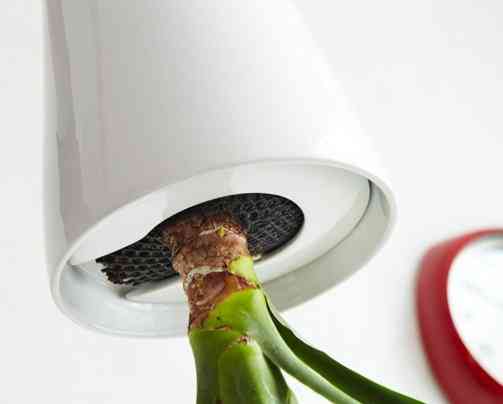 Sky Planter: Las plantas que crecen boca abajo 2