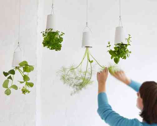 Sky Planter: Las plantas que crecen boca abajo 3