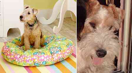 Simpático Almohadón para perros 1 Simpático Almohadón para perros 1