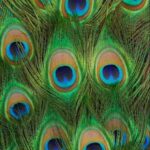 Peacock_Feathers_by_ExquisiteDistraction