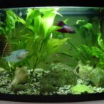 fresh-water-aquarium.