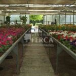 Planta de flor Viveros Ferca