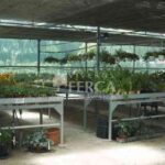 Planta de temporada Viveros Ferca