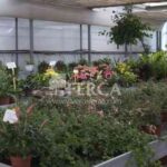 planta-de-interior-viveros-ferca1