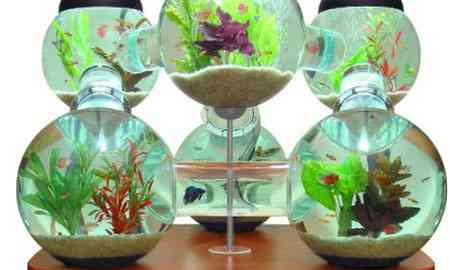 Un laberinto para tus peces con peceras de diseño 4 Un laberinto para tus peces con peceras de diseño 4