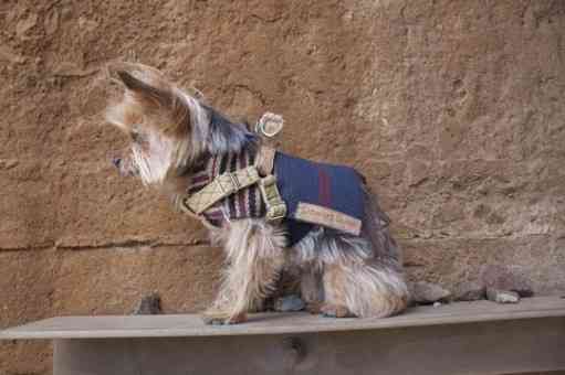 Tienda de viaje para mascotas 2 perro