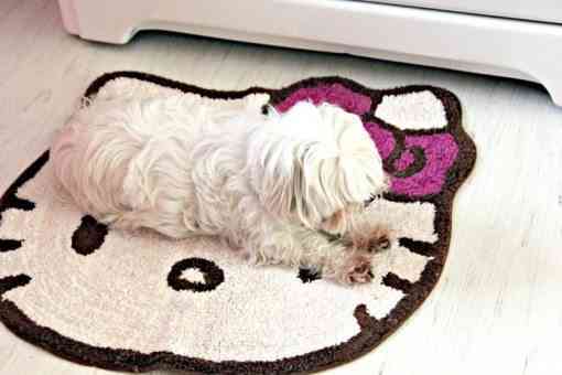 Decorar la cocina con Kitty 2 perro