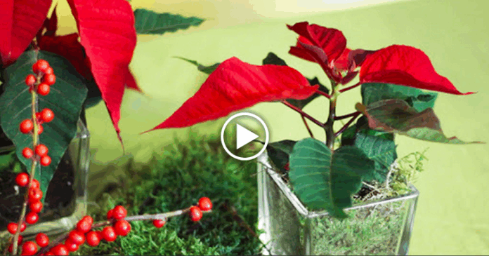 centro de mesa para navidad
