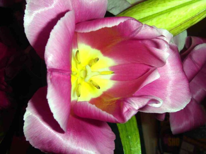 decorar los respaldos