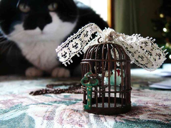 jaulas para pajaro jaulas para pajaro