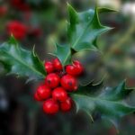 abeto-abol-de-navidad-natural-1