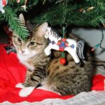 gato y arbol de navidad