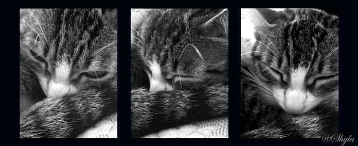 Cómo evitar los arañazos en el sofá ¿Tu gato se afila las uñas? 1 Gata Juancha