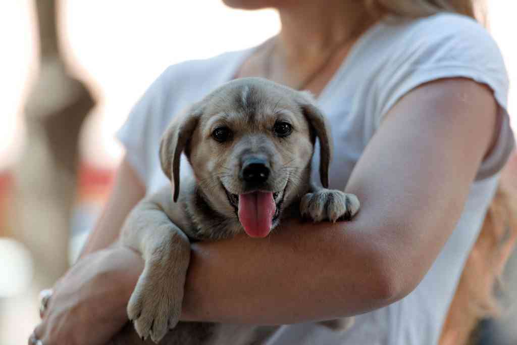 el aceite de oliva elimina las pulgas de los perros