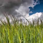 Ideas decorativas para atraer la suerte