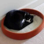 orden-con-mascotas-1