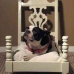 cama-de-perro-en-silla-1