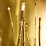 decorar-con-ramas-secas-1