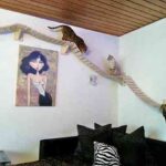 Una autopista para nuestro gato en casa