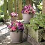 macetas-flores-de-color-rosa-1