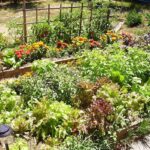 un-huerto-en-tu-jardin-1