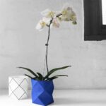 cranmorehome-orquidea-1