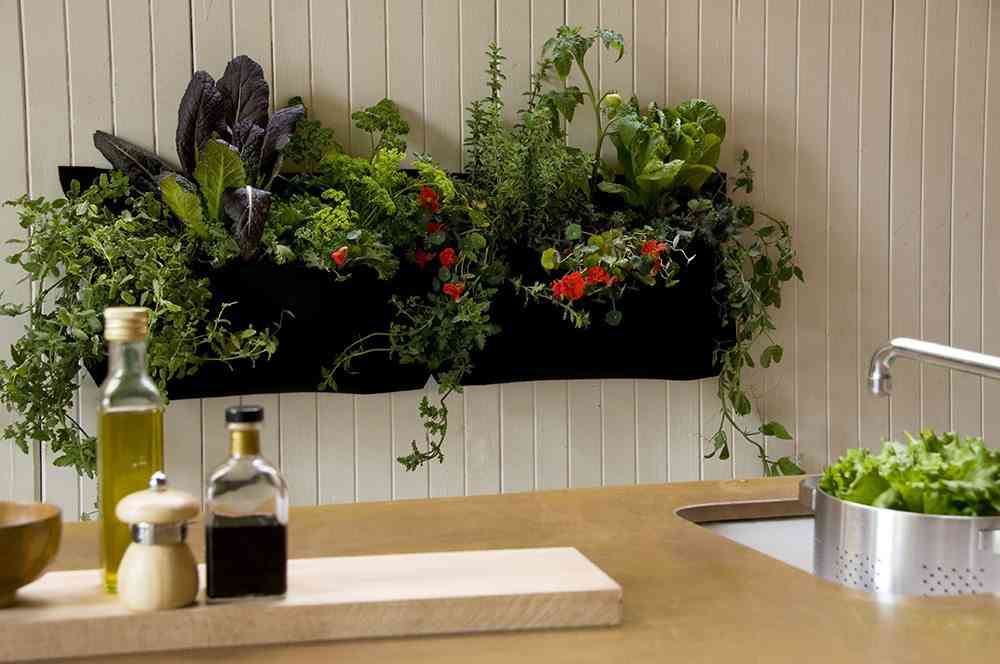 plantas de interior Wally Kitchen