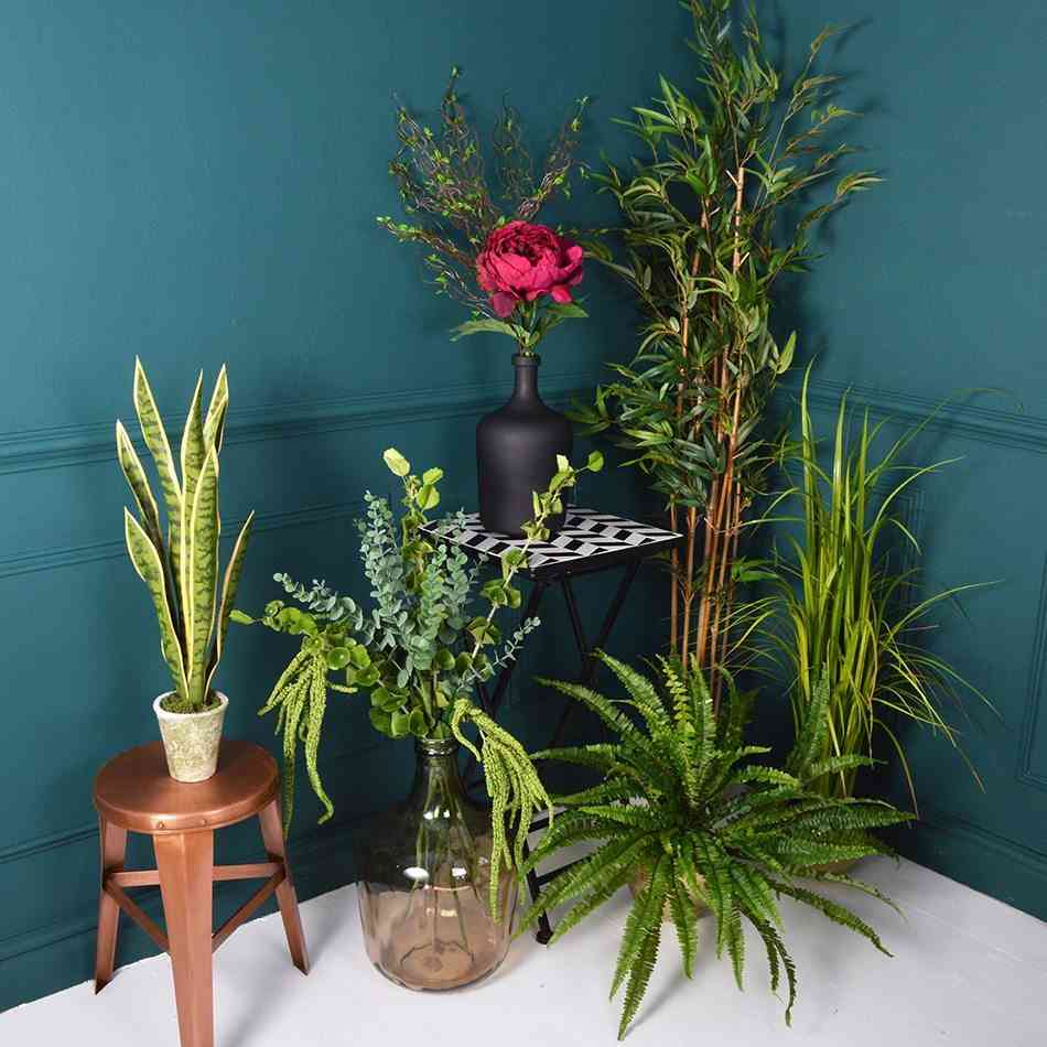 plantas de interior MiaFleur conjunto