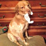 Perro con lana Katia