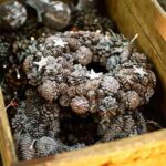 corona pinas zara home