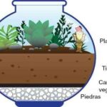 Jardines en miniatura esquema