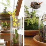 jardines-en-miniatura-surtido-1