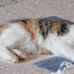 trucos para cuidar tus alfombras – gato