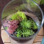 terrario para decorar detalle