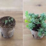 terrario para decorar paso 2