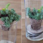 terrario para decorar paso 4