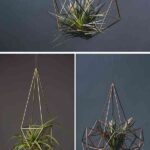 plantas de aire contemporist air plantas