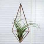 plantas de aire not on the high street