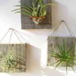 plantas de aire palmers pared