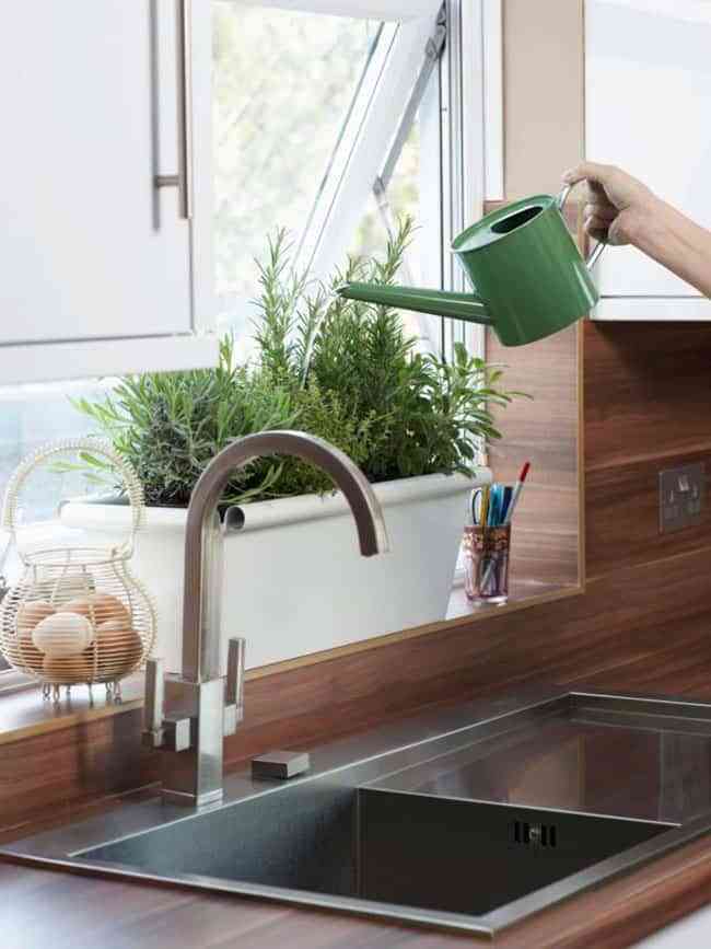 ¿Sabes cuál es el mejor sitio para colocar tus plantas en casa? 4