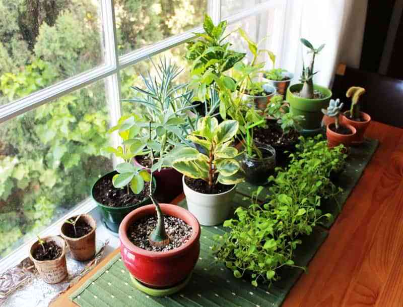 ¿Sabes cuál es el mejor sitio para colocar tus plantas en casa? 2