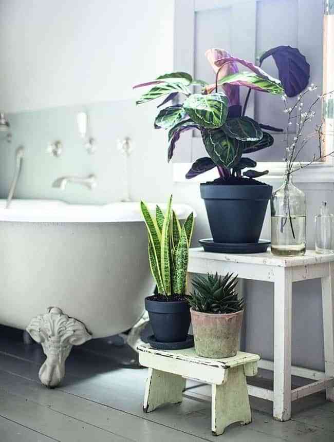 Descubre las plantas para el baño que decoran por sí mismas