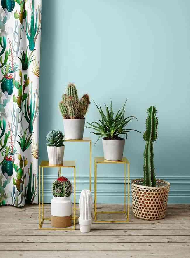 5 formas espectaculares de decorar con cactus que te van a encantar 4